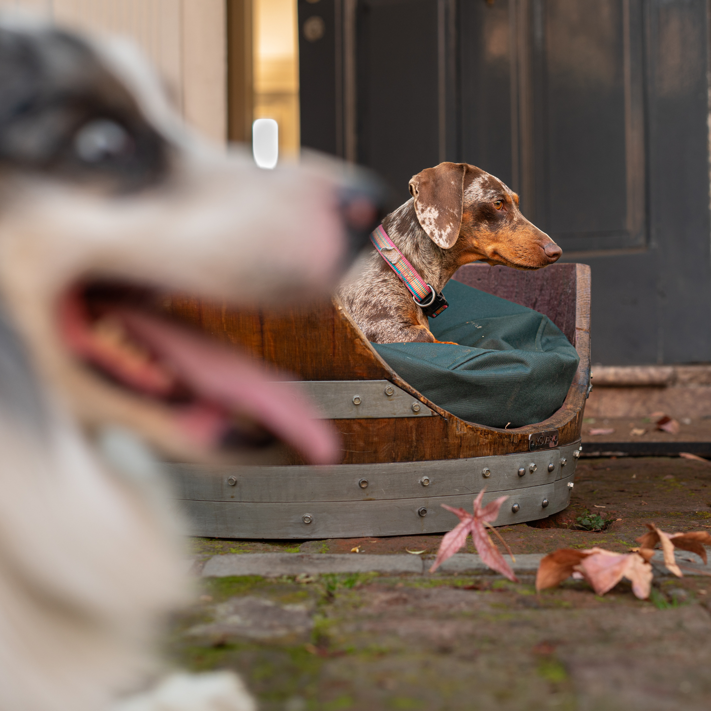 PACK: Cama de Mascota Barrica Reciclada + Cojín Impermeable